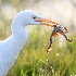 © Leslie J. Morris PhotoID # 13539823: Cattle Egret Catches Frog