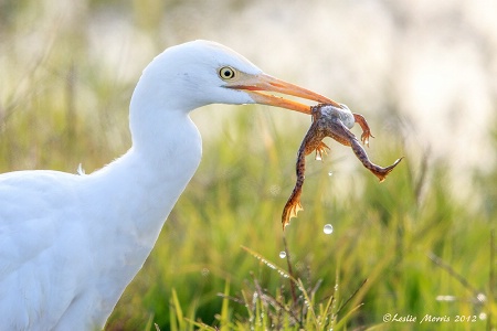 Cattle Egret Catches Frog