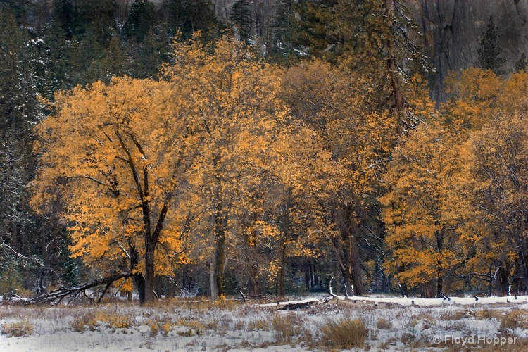 Autumn Black Oaks, Yosemite National Park