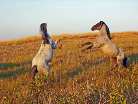 Dancing Stallions