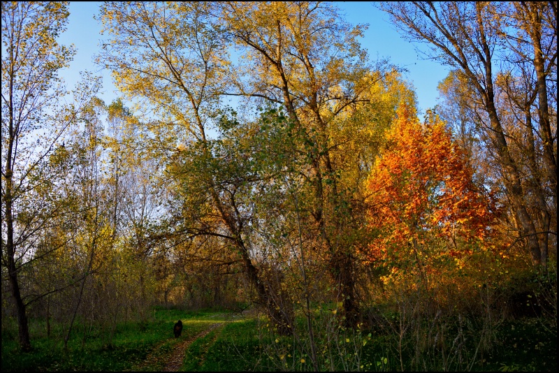  Walking in the woods....