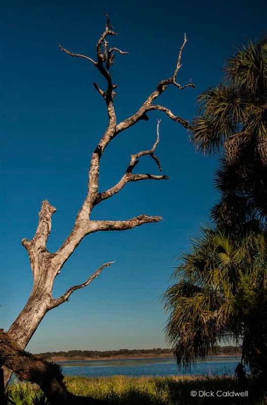 Tree,  Myakka State Park, FL