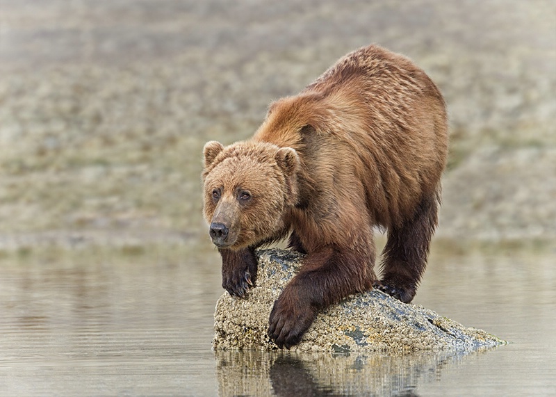 Balancing Bear