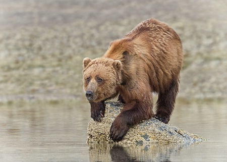 Balancing Bear