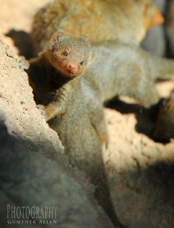 Baby Mongoose