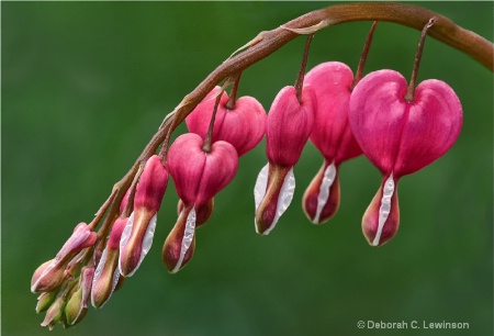 Bleeding Hearts