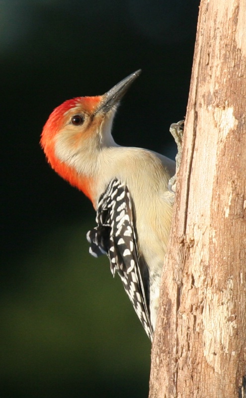 Red-Bellied Woodpecker - Catalog #271