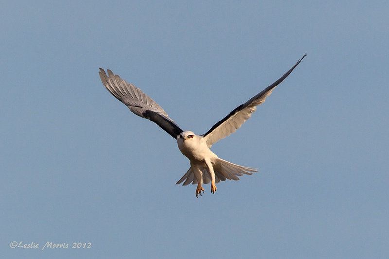 White-tailed Kite Hovering - ID: 13543299 © Leslie J. Morris