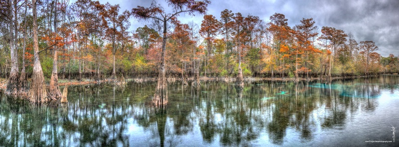 <b>Florida's Swamps and Wetlands</b>