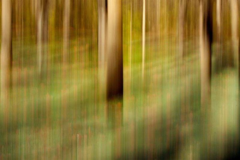 Fall forest abstract