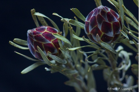 Cape Green Buds