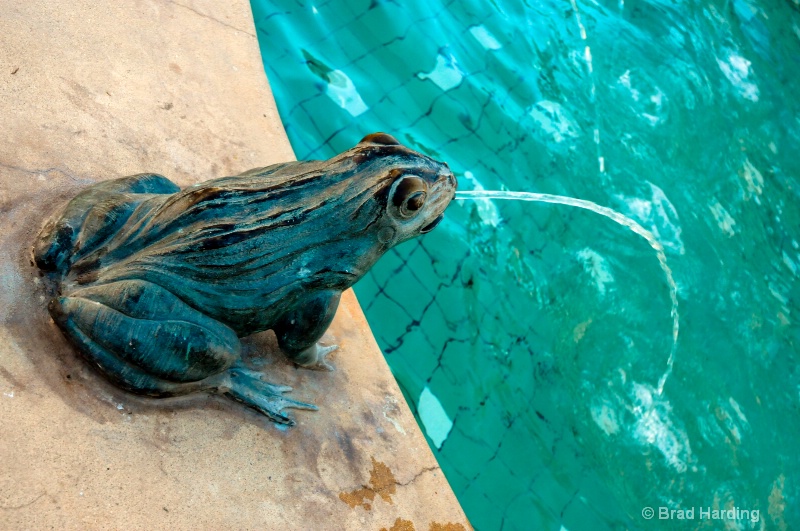 Fountain Frog