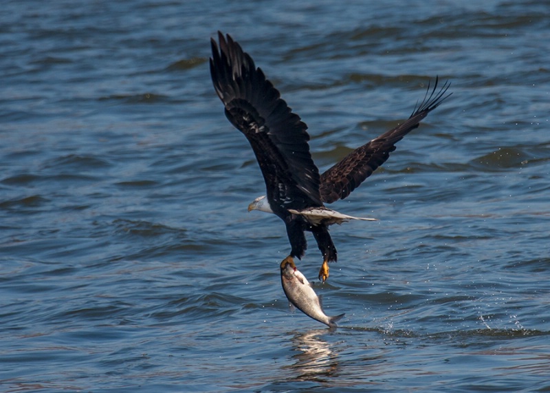 Dragging the Catch