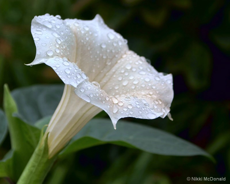 Moonflower