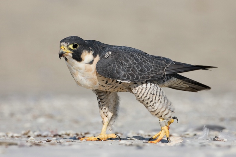 Falcon on the Beach