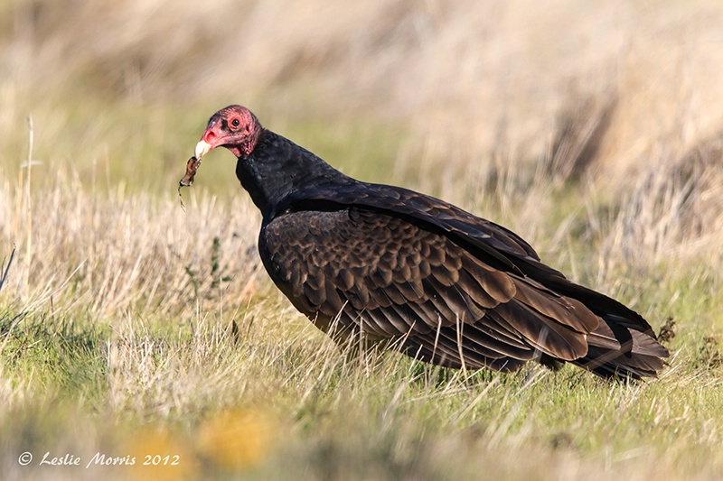 Turkey Vulture - ID: 13545648 © Leslie J. Morris