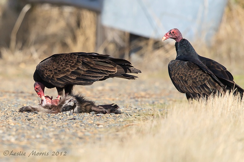 Turkey Vultures Clean up Racoon Roadkill - ID: 13545651 © Leslie J. Morris