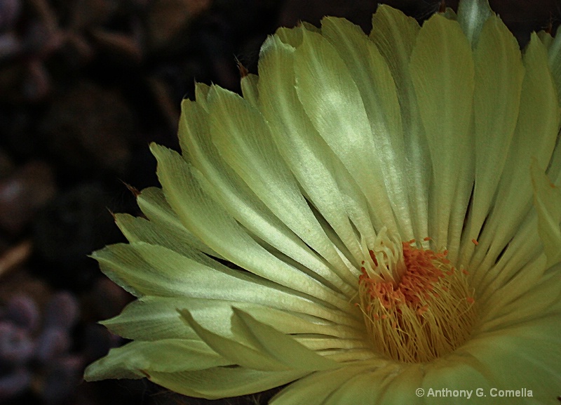 ~star cactus flower~