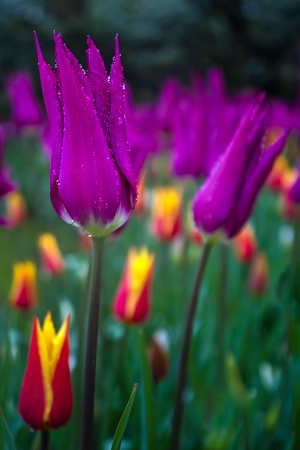 Rain Kissed Purple Tulip