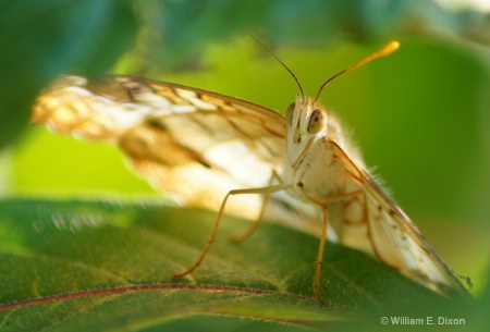 White Peacock Butterfly