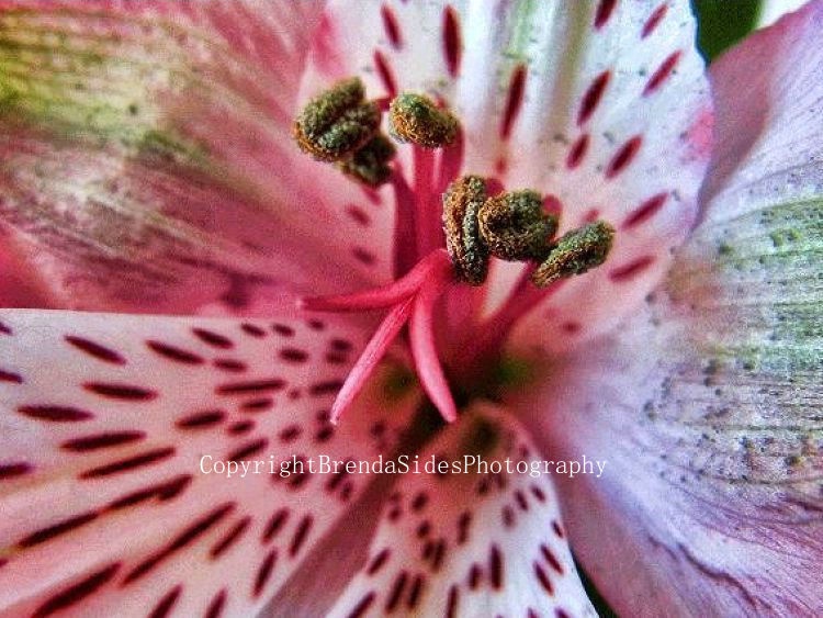 ~Lily Center Detail~