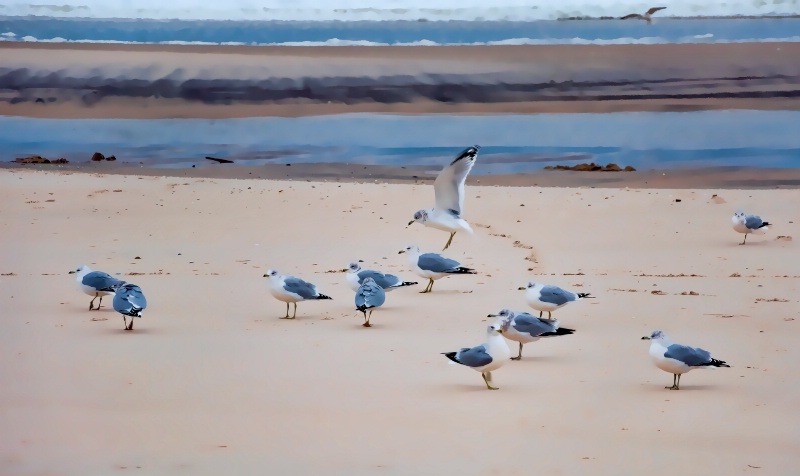 Gulls