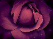 Rose Petals