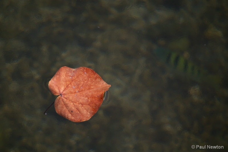 Leaf on the Reef