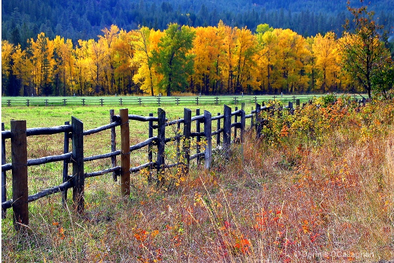 513 fence in fall- 8 mile ranch 