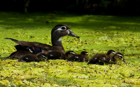duck family in marsh