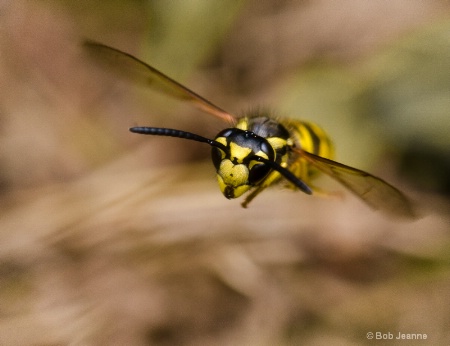 Wasp in flight