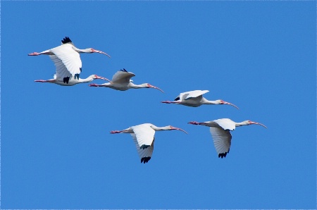 Ibis in Flight