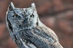 Whoo, Me?
