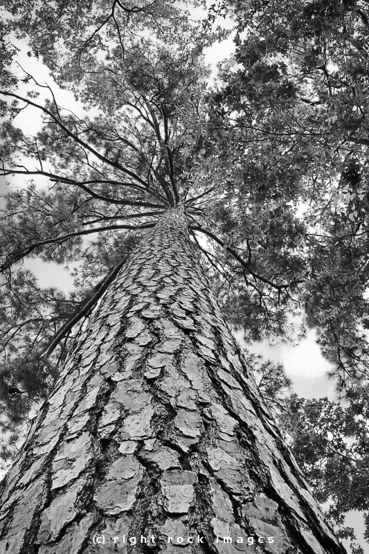 Towering Pine