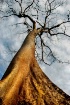 The Tree