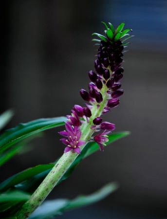 Purple Pineapple Flower
