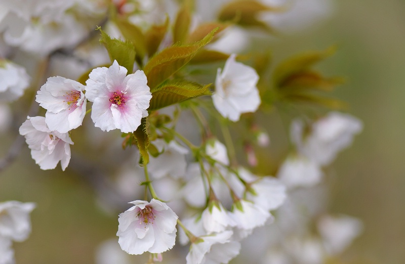 Cherry Blossoms