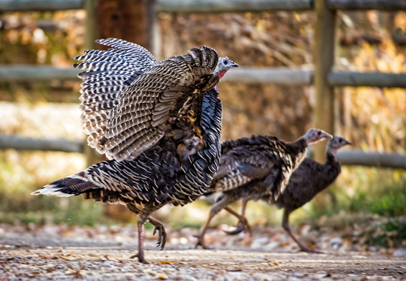 Turkey Trot