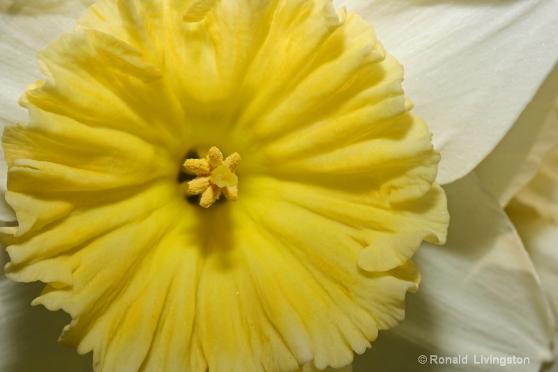 Yellow Ruffles