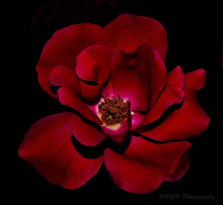 Red Beauty