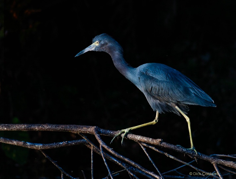 Little blue heron,Sawgrass Lake,St. Petersburg, FL