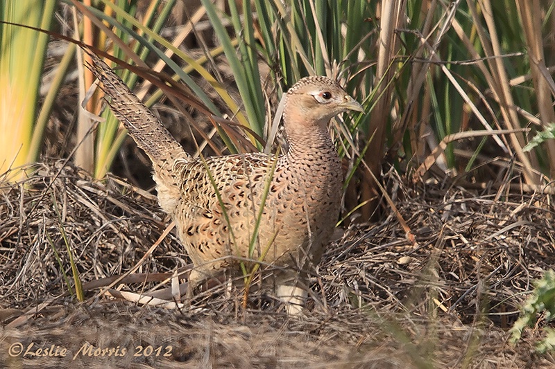 Ring-Necked Pheasant Female - ID: 13554298 © Leslie J. Morris