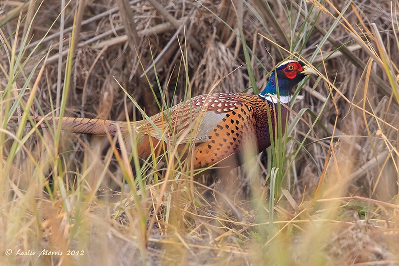 Ring-Necked Pheasant Male - ID: 13554299 © Leslie J. Morris