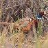 © Leslie J. Morris PhotoID # 13554299: Ring-Necked Pheasant Male