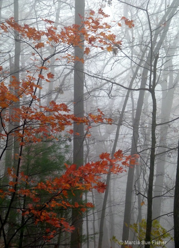 Fall Leaves in the Fog