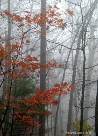 Fall Leaves in the Fog