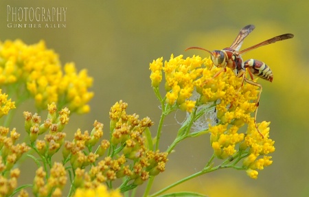 Wasp on Yellow