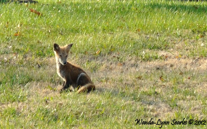 Little Red Fox