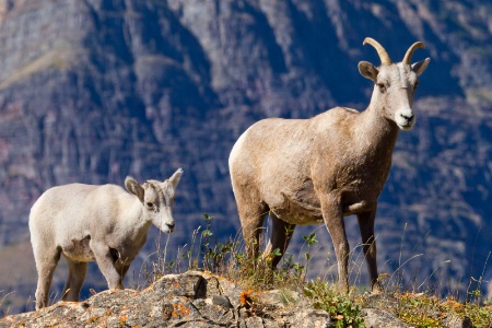 Big Horn Sheep (Ovis canadensis)