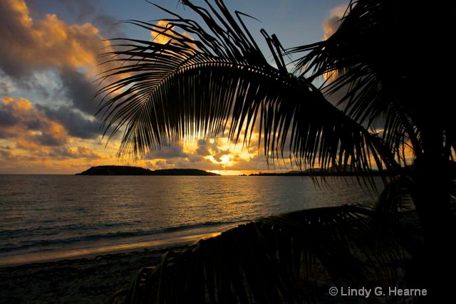 Sunset Through the Palms